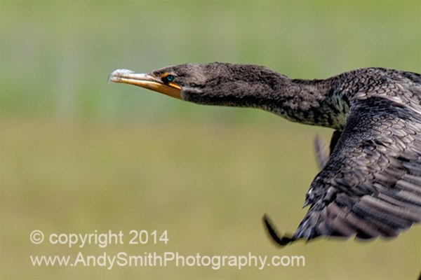 59 Cormorant Takes Flight